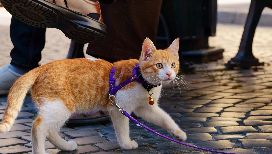 An orange and white cat in a purple harness and leash explores under a cafe table.