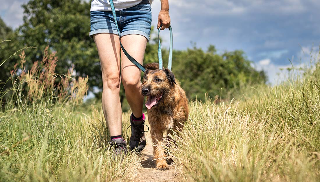 A dog and its owner go for a walk on a path through tall grass.