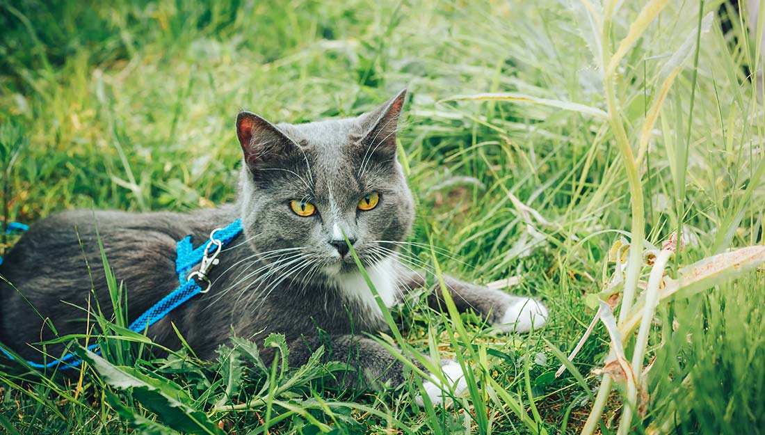 A grey and white cat on a leash sits in tall grass.