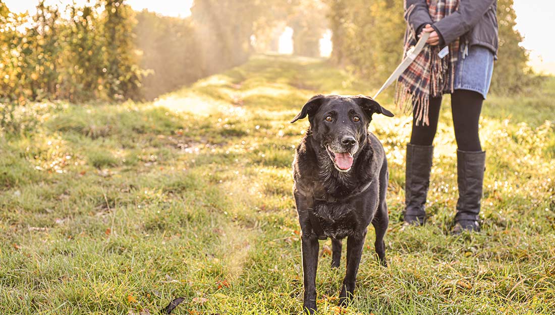 A happy dog walks on a leash in a field.