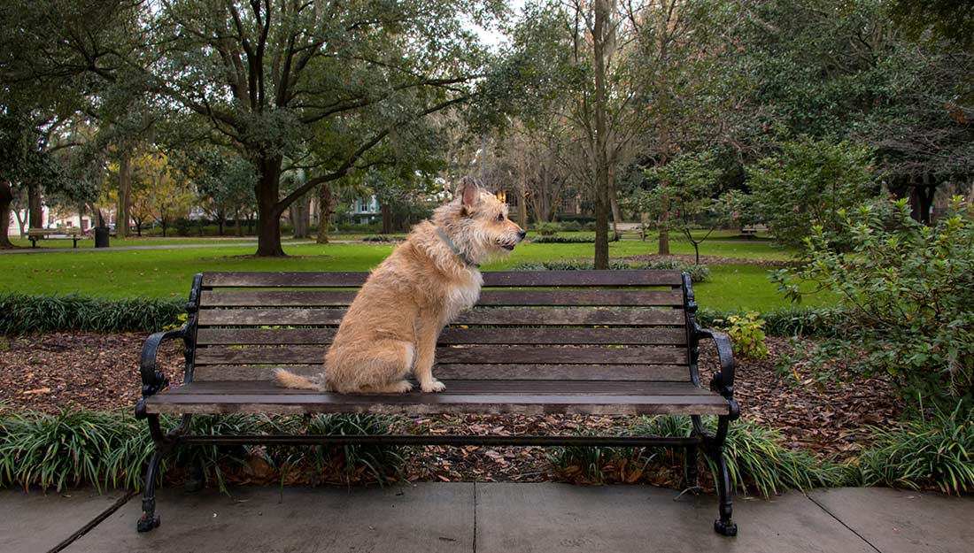 A cute tan colored dog sits on a park bench