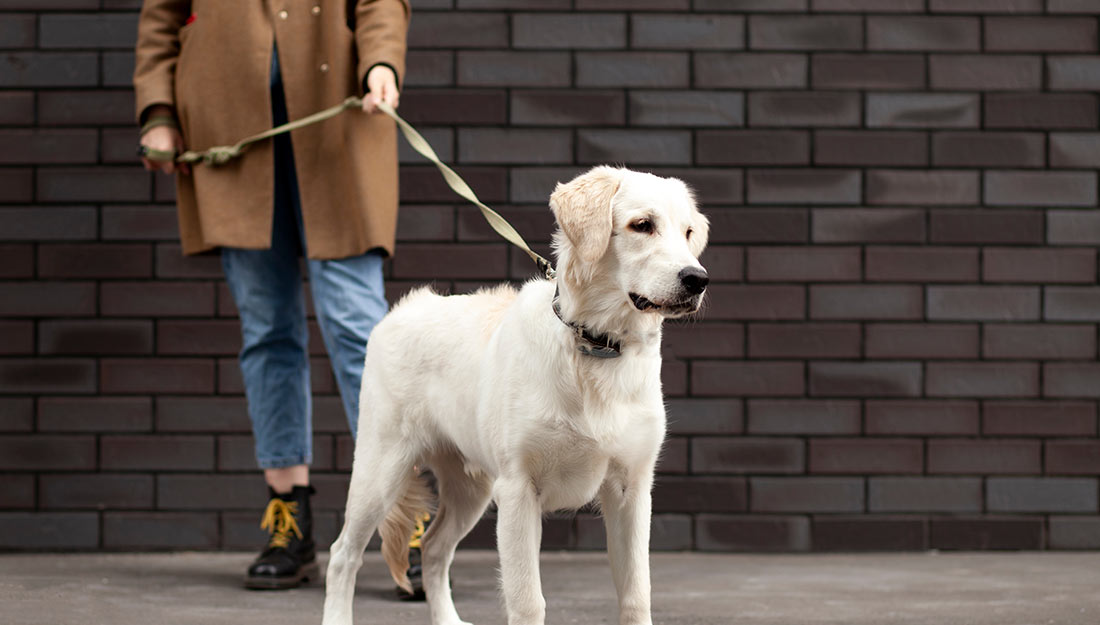 A white dog stands on a leash in a city