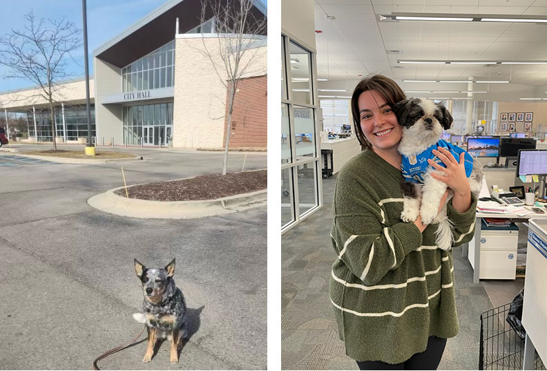 On the left, a dog sits in front of City Hall. On the right, a person holds a small dog wearing a Detroit Lions jersey.
