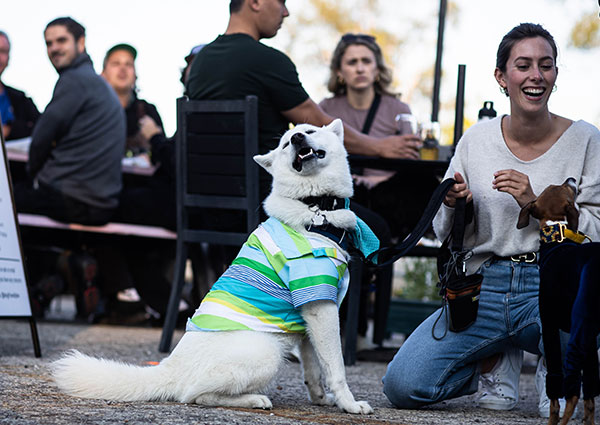 Un joli chien blanc vêtu d'une chemise bleue et verte est assis parmi les clients d'un pub.