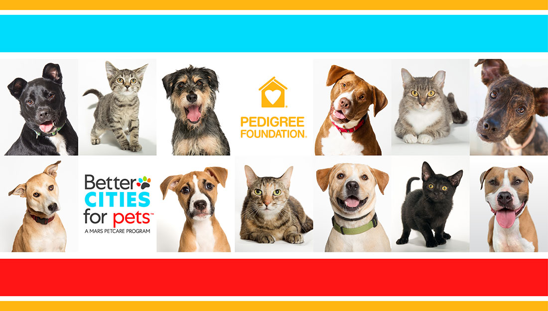 Collage of adoptable dogs and cats with sponsor logos|||||