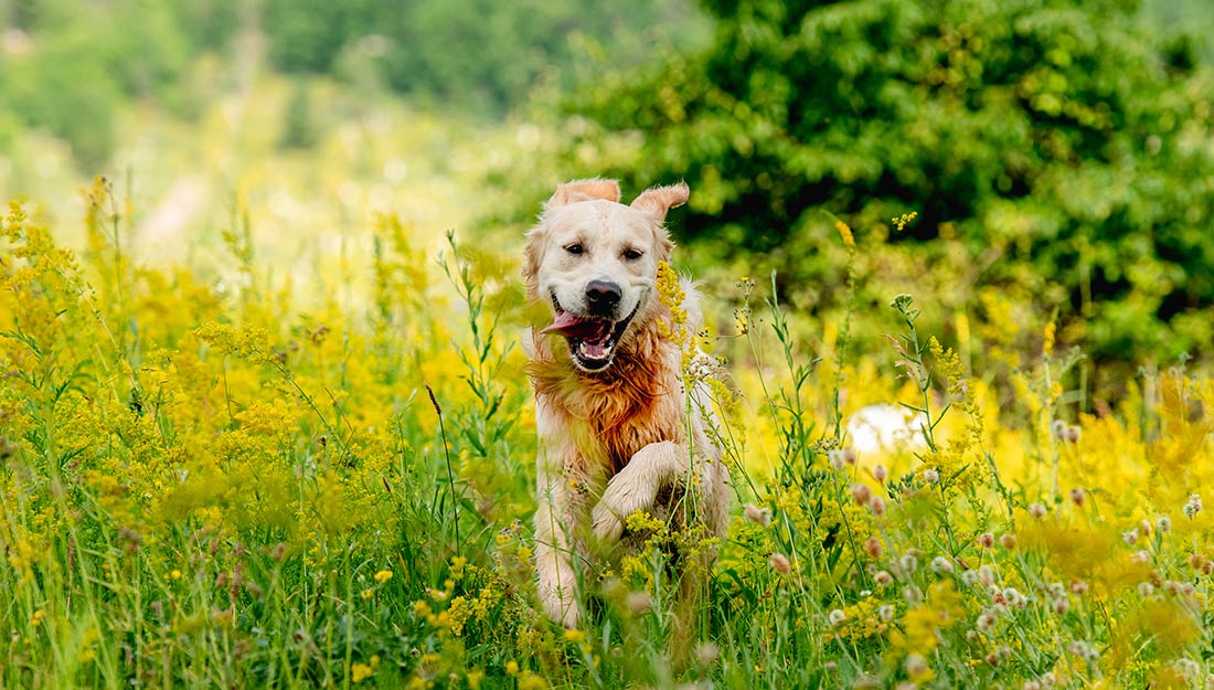A dog running happily in a field