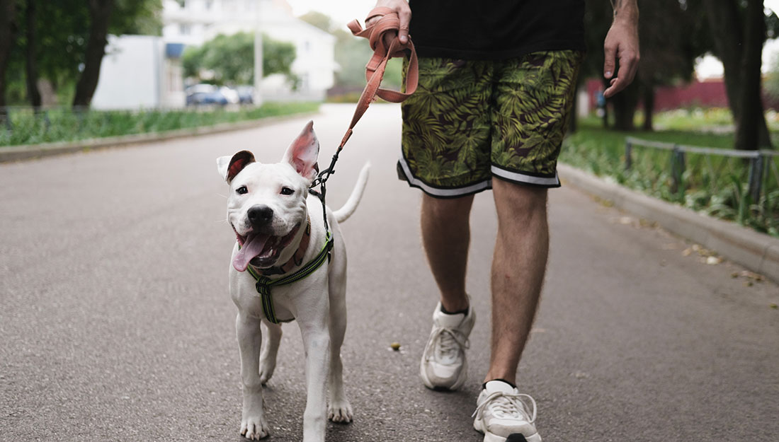 Une personne en promenade avec son chien