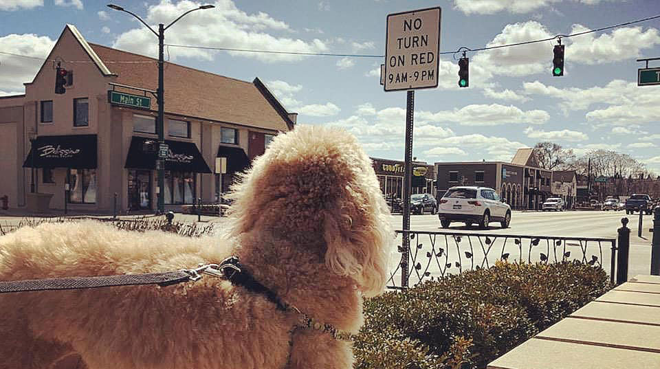 Dog on corner in Rochester||