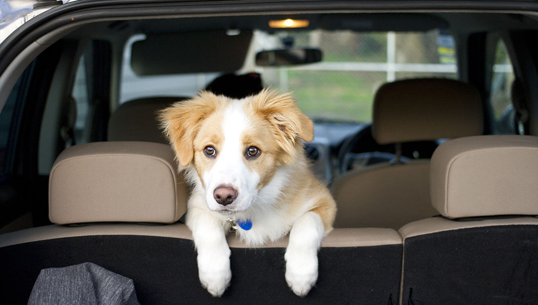 chien assis dans une voiture prêt à évacuer