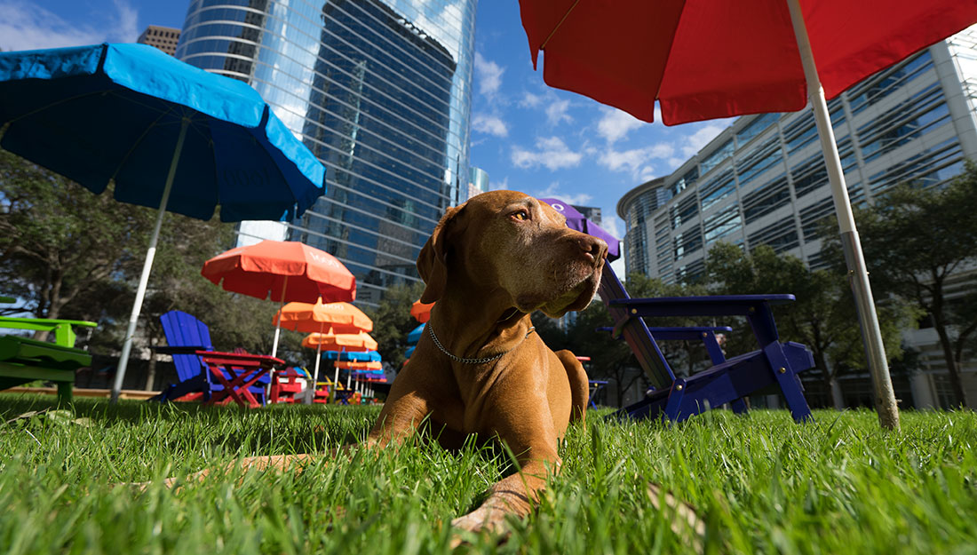 Dog in downtown houston||