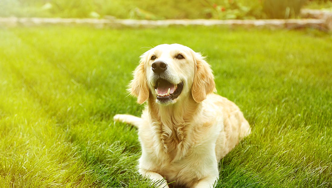 a happy dog lying in grass