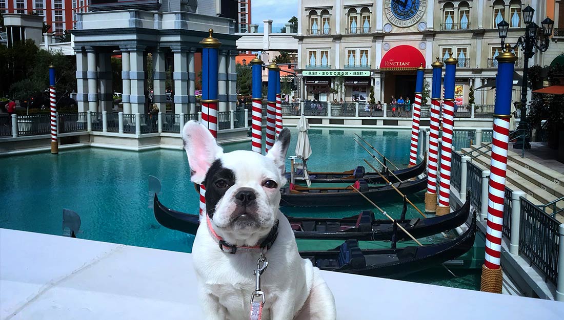 Dog at The Venetian in Las Vegas
