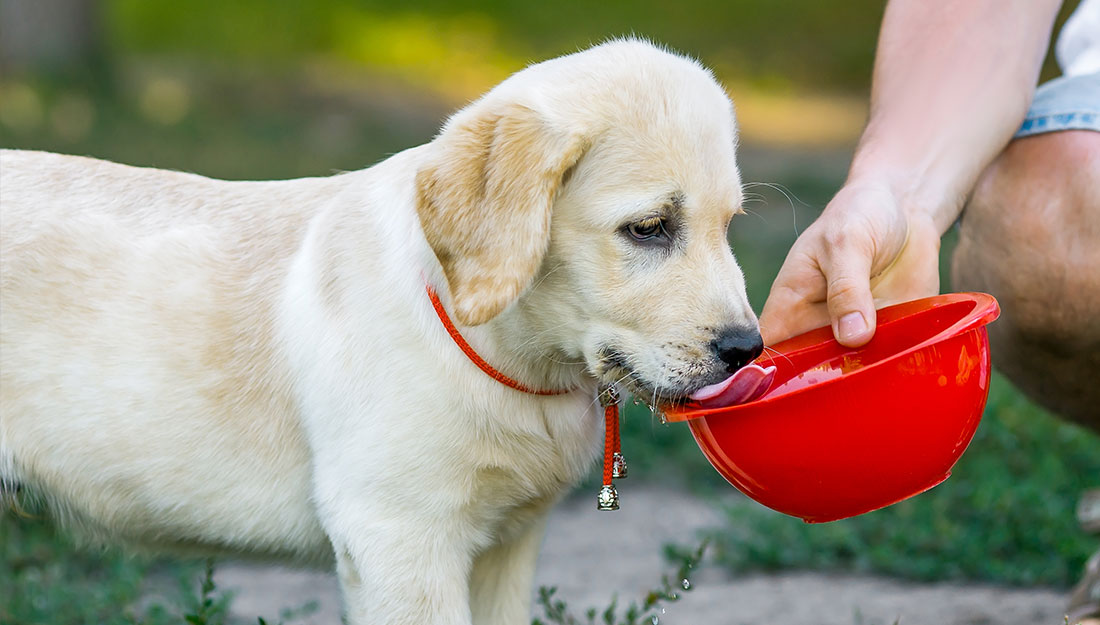 A puppy drinking out of a portable water bowl.