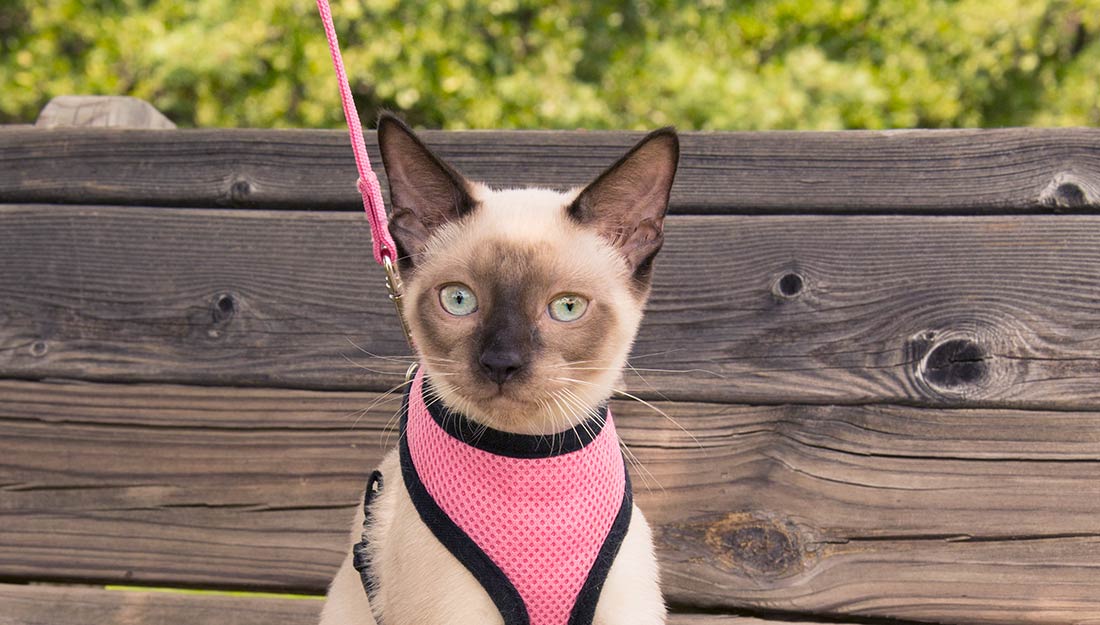 A cat in a pink harness sitting on a bench.