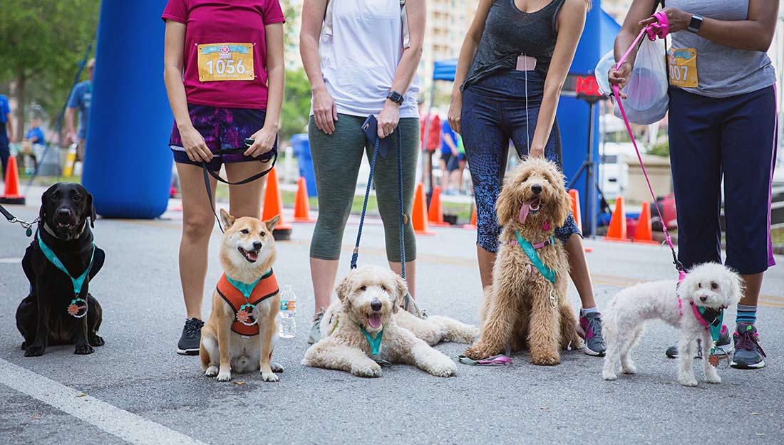 Five dogs sit in a row with their pet parents|Kickoff celebration in St. Petersburg with people and pets|