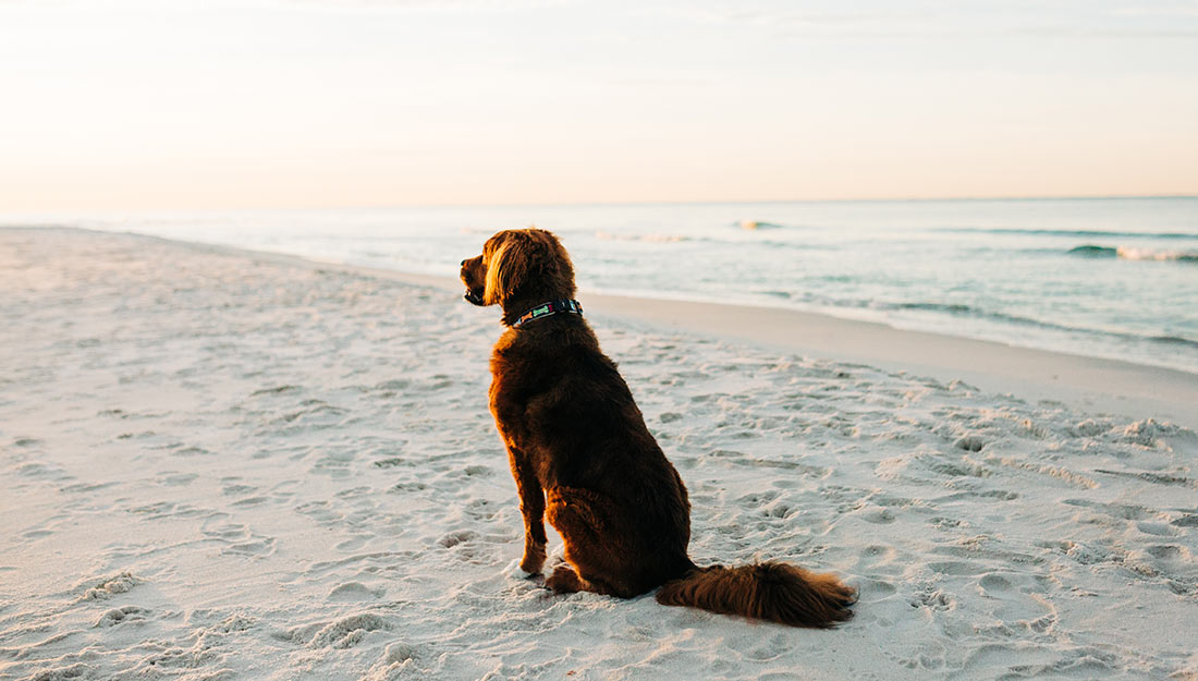Dog on beach at sunrise||