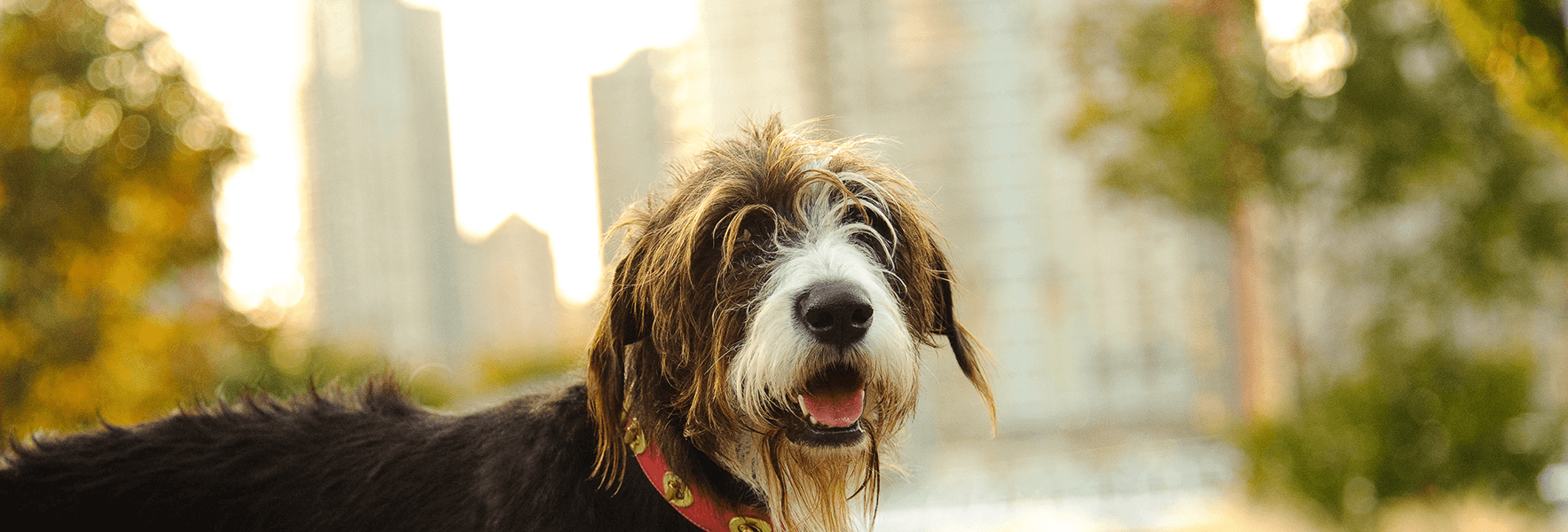 chien moelleux avec paysage urbain en arrière-plan