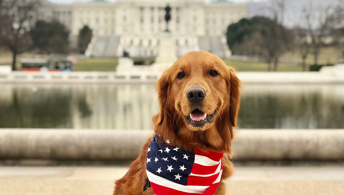 Dog wearing flag bandana in Washington