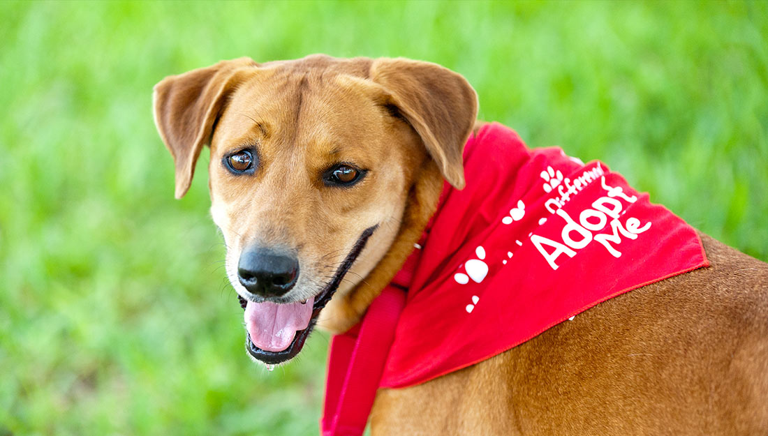 Un chien mignon portant un bandana "adoptez-moi".||chien adoptable mignon