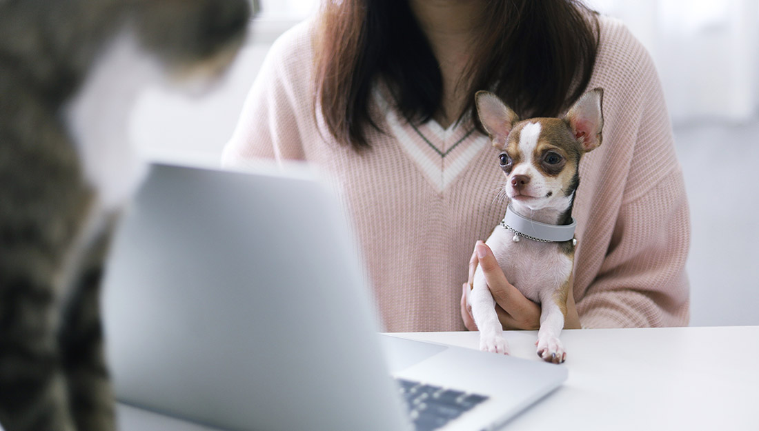 a woman sits at a computer with a dog on her lap
