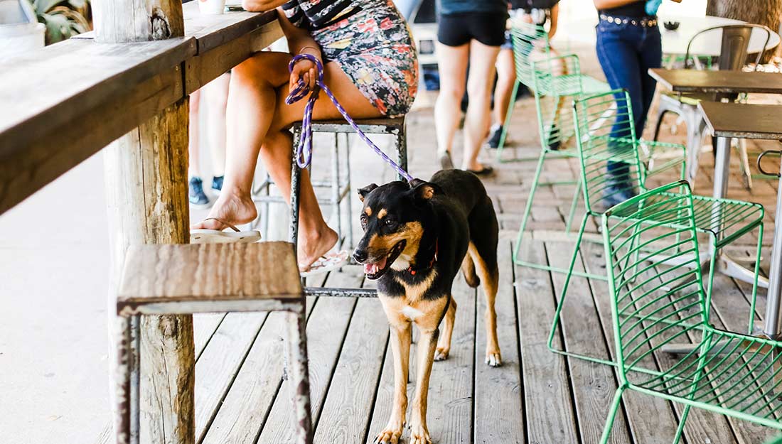 Dog waiting with pet parent at an outdoor cafe|Logo for the Better Cities For Pets program - it is the name of the program with paw prints dotting the i's in "cities."