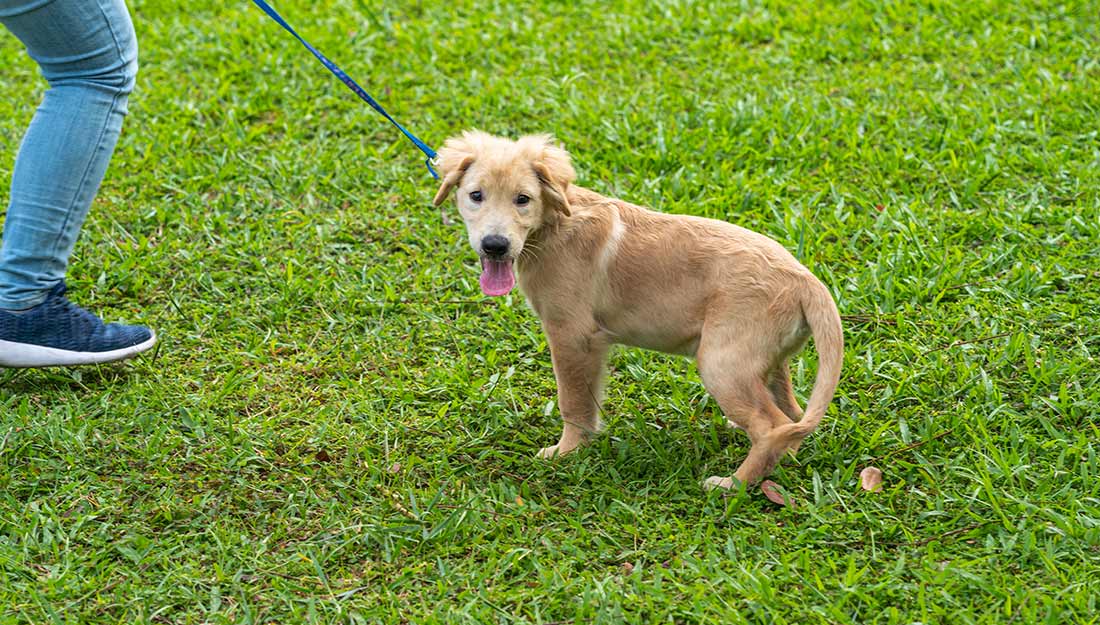 Un joli chien beige en laisse se tient dans un parc à chiens.