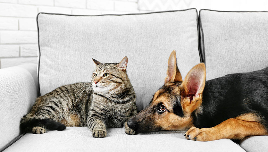 Cat & dog on couch|dog looking worried