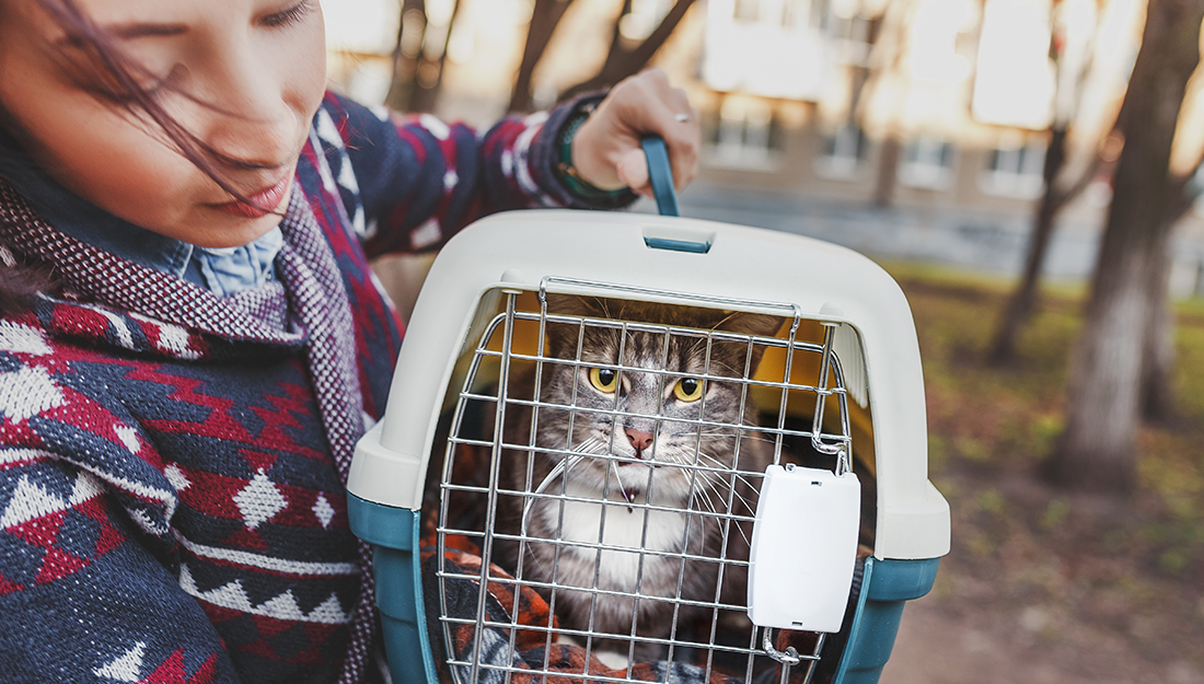 cat in travel carrier|woman