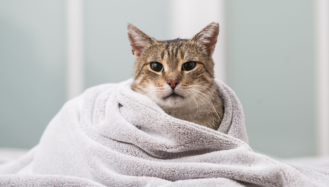 chat blotti dans une couverture|femme en randonnée avec un chat dans un sac à dos||||