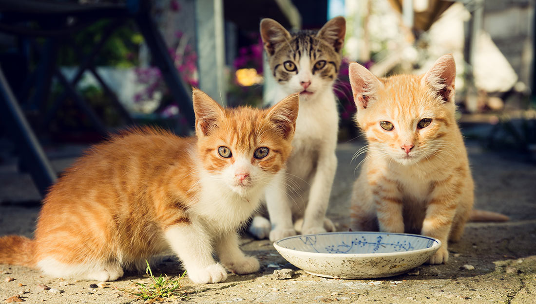 Three kittens are standing near a food bowl sitting on the ground outside.