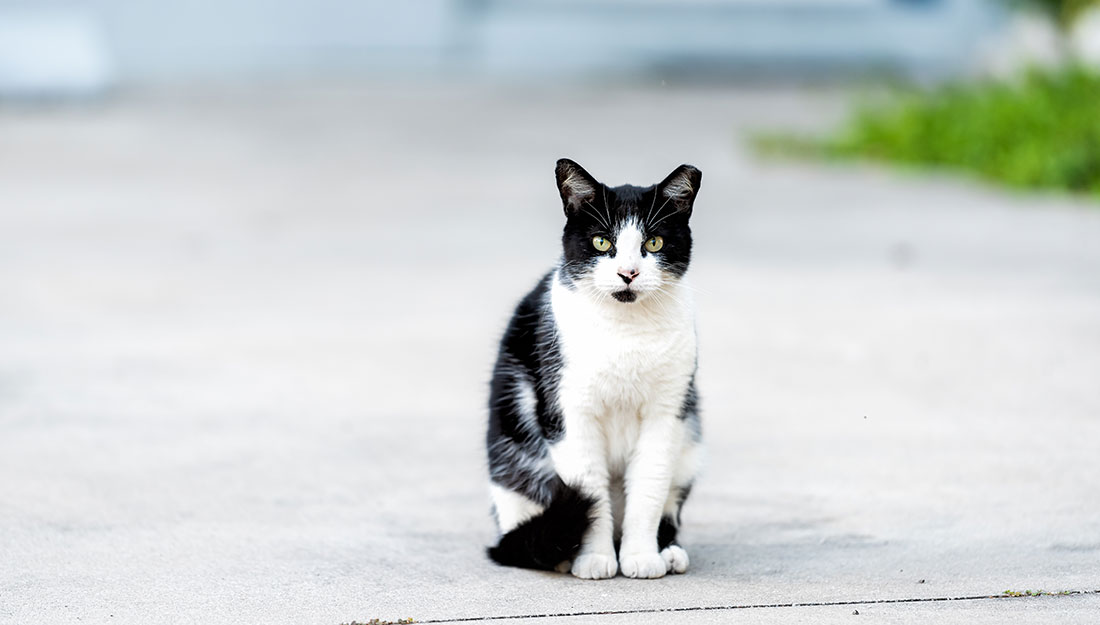 A black and white cat with a tipped ear sits alone on the pavement outside.