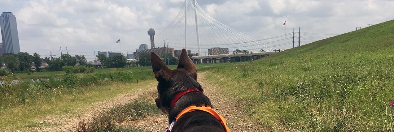dog with city skyline|||Dog enjoying a walk in Dallas|A dog with the Dallas skyline