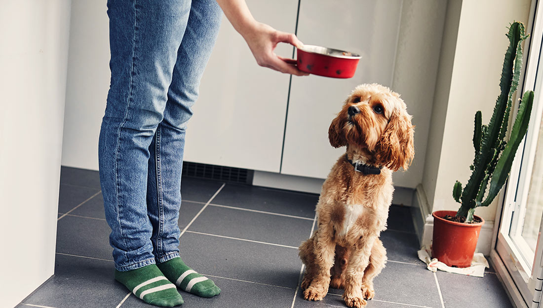 parent d'animal de compagnie offrant un bol de nourriture au chien