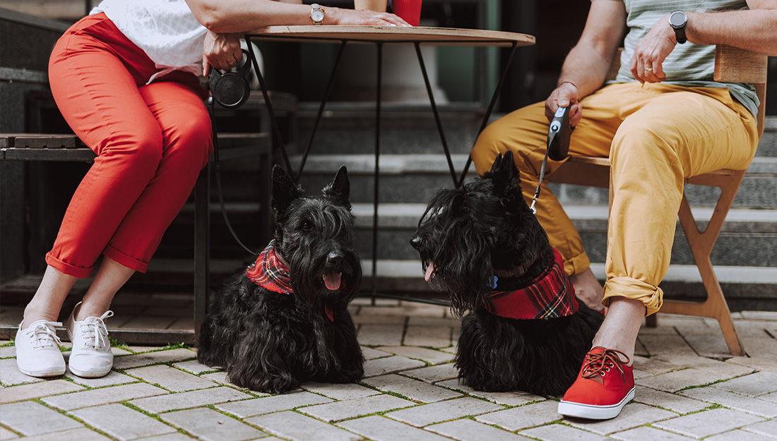 personnes avec des chiens au café de la ville |