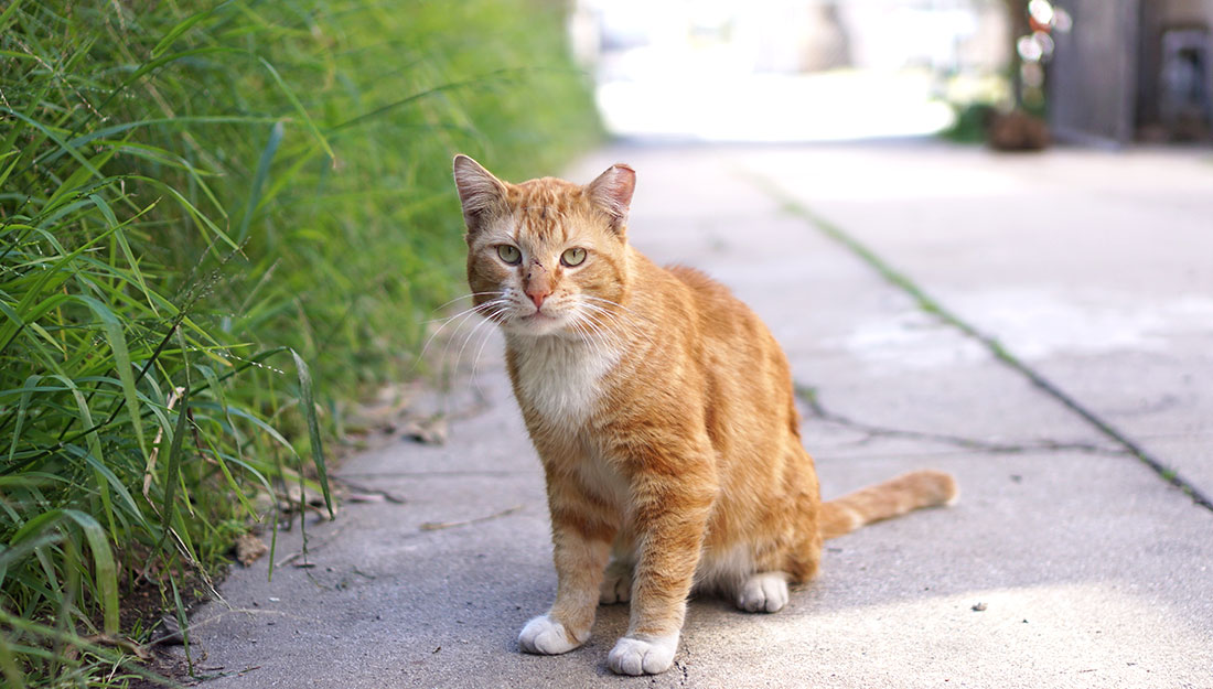 an orange cat with a tipped ear sits outdoors|Community Cat Coalition logo