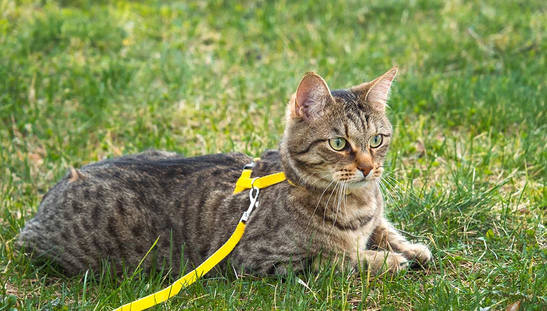 A cat in a yellow harness sits on the grass.