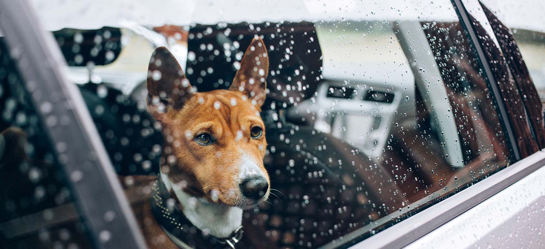 chien en voiture évacuant avec sa famille|couverture de la brochure de planification d'urgence ; il est écrit "Soyez prêts !"|couverture de la brochure de la trousse d'urgence pour animaux de compagnie ; il est écrit "Kit Pet Go"