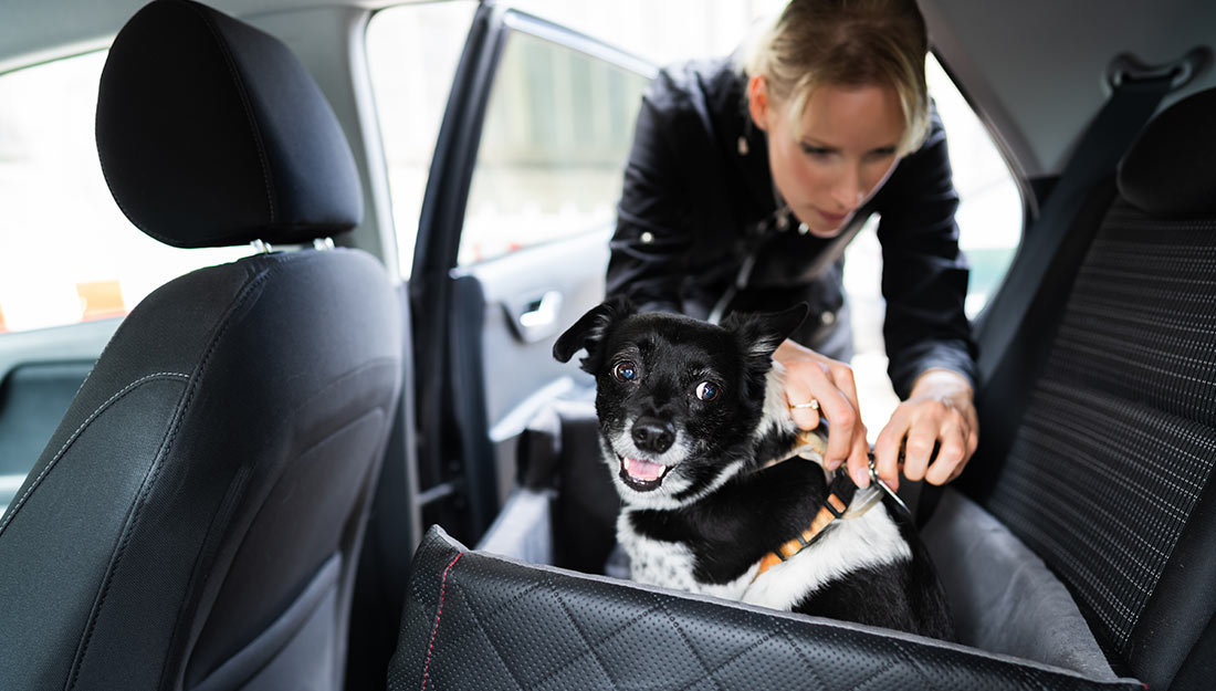 a woman is buckling a dog into a safety harness for riding in the back seat of a car