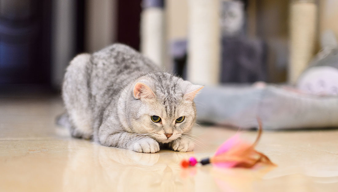 chat jouant avec un jouet|Petit chien à l'échelle à côté d'un bol de nourriture