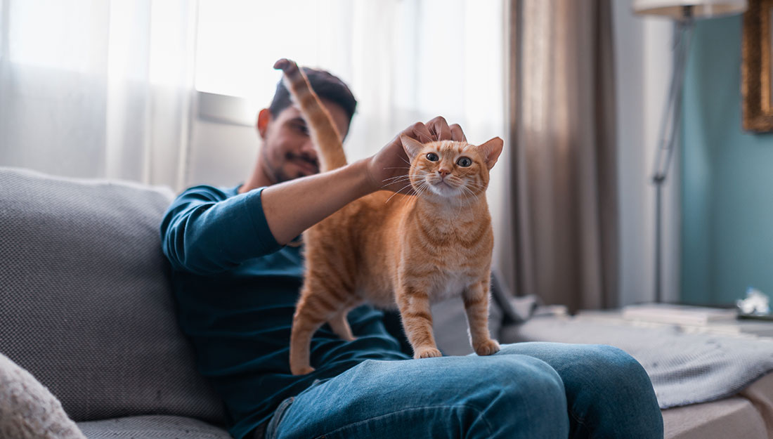 a man sits with an orange cat on his lap and scratches the cat's head