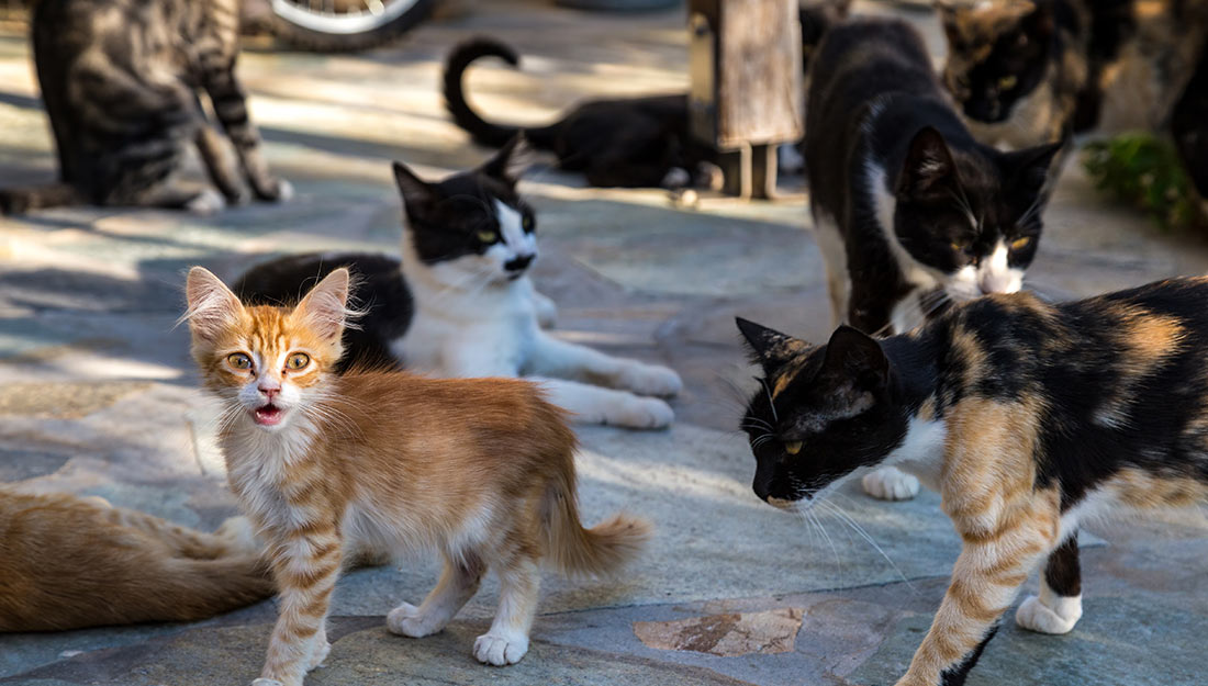 A large group of cats stands outside.