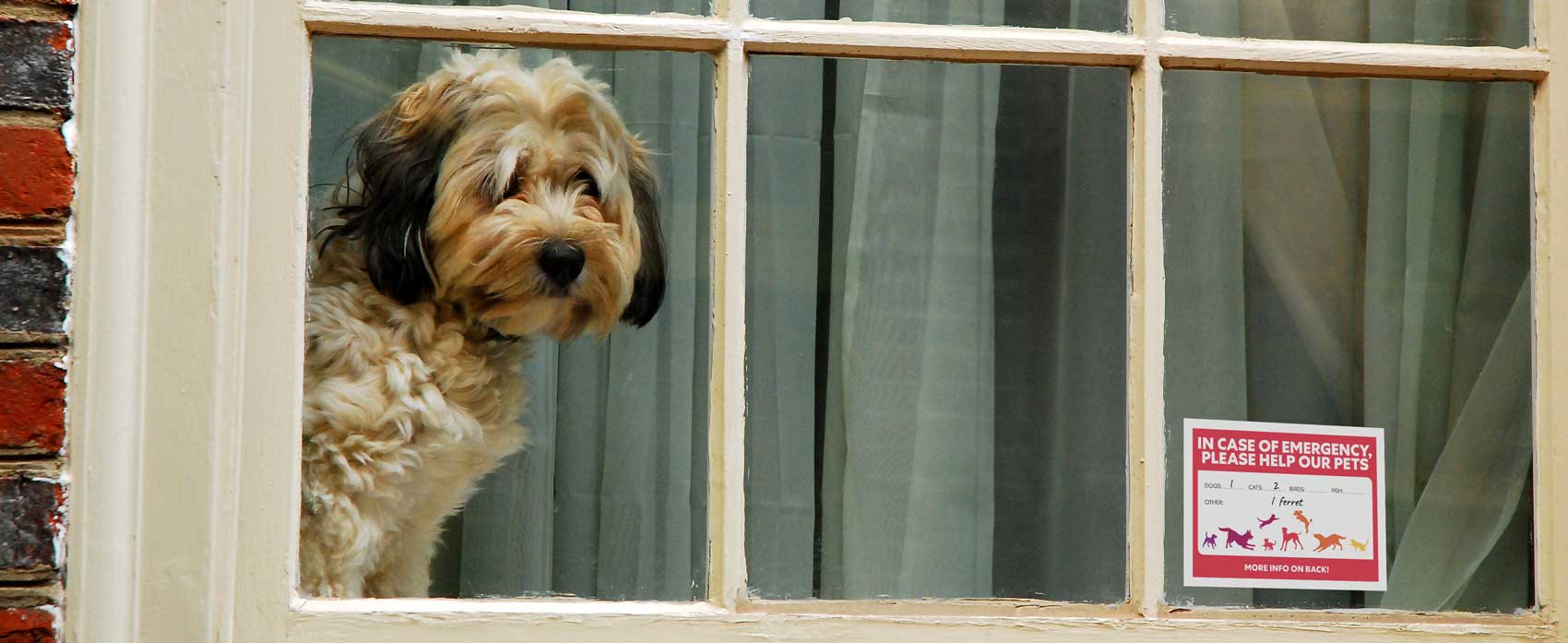 chien dans la fenêtre avec panneau d'urgence | Chien dans la fenêtre avec autocollant d'urgence | carte d'urgence imprimable pour animal de compagnie pour portefeuille | chien regardant par la fenêtre avec carte d'urgence | chien dans la fenêtre avec panneau d'urgence