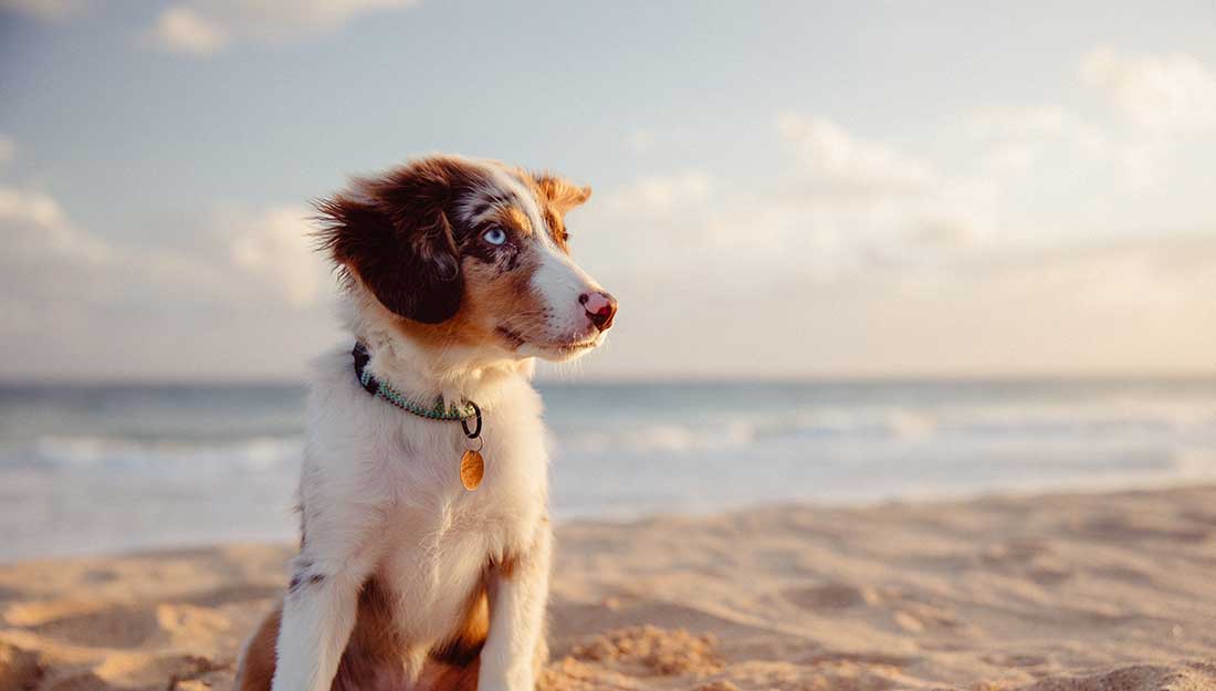 chien heureux assis sur la plage