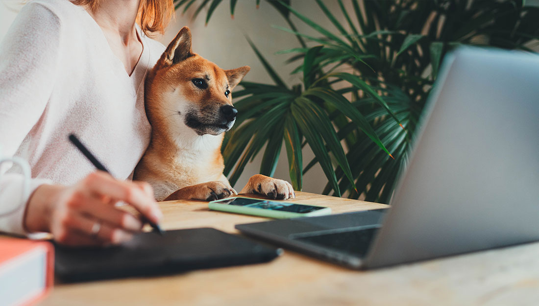 personne assise devant un ordinateur avec un chien sur les genoux