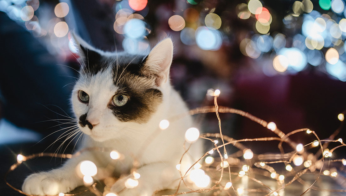 cat under Christmas tree|Dog and person in Santa hat in front of Christmas tree|Happy pet with owner