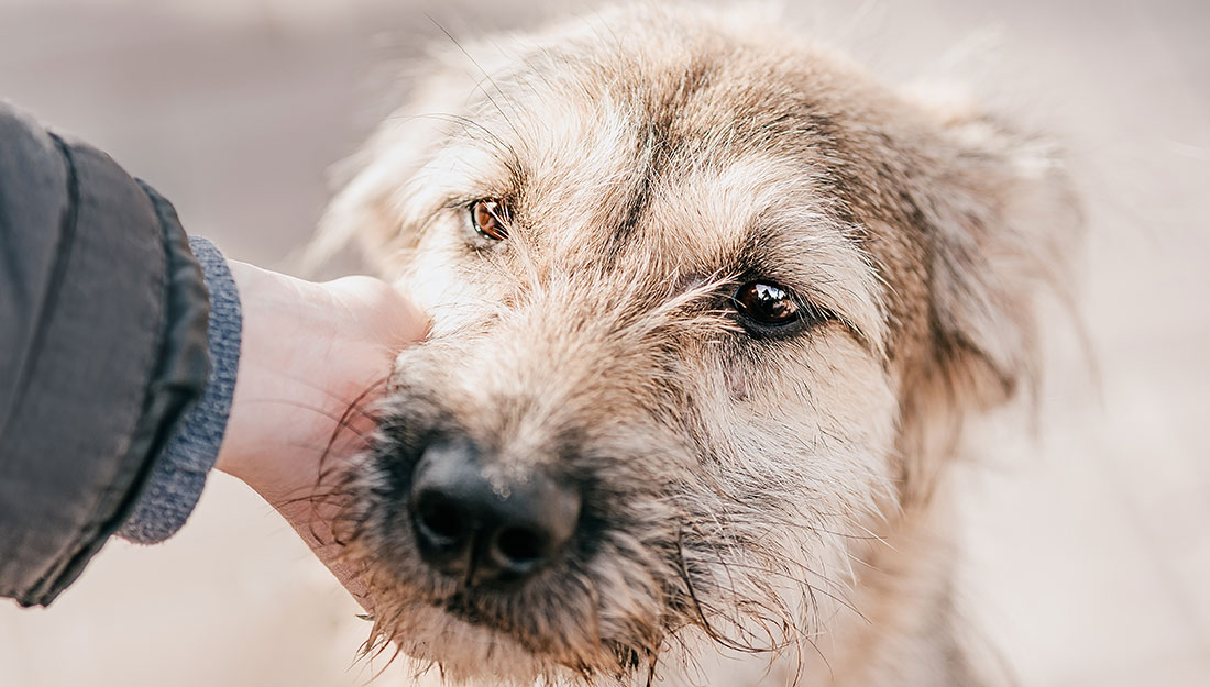 Personne caressant un chien perdu|chien portant un bandana "adoptez-moi"|chat dans les bras d'un bénévole