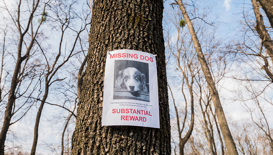 affiche pour animaux de compagnie perdu sur un arbre à l'extérieur
