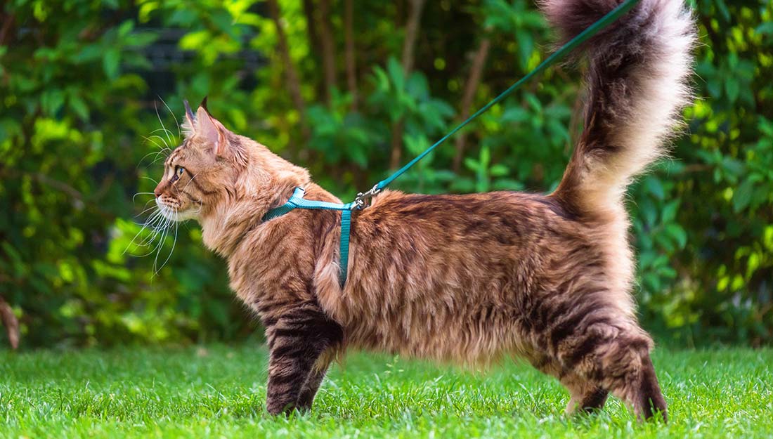 cat walking on leash outside