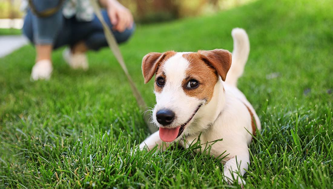 Un chien heureux jouant dans l'herbe.