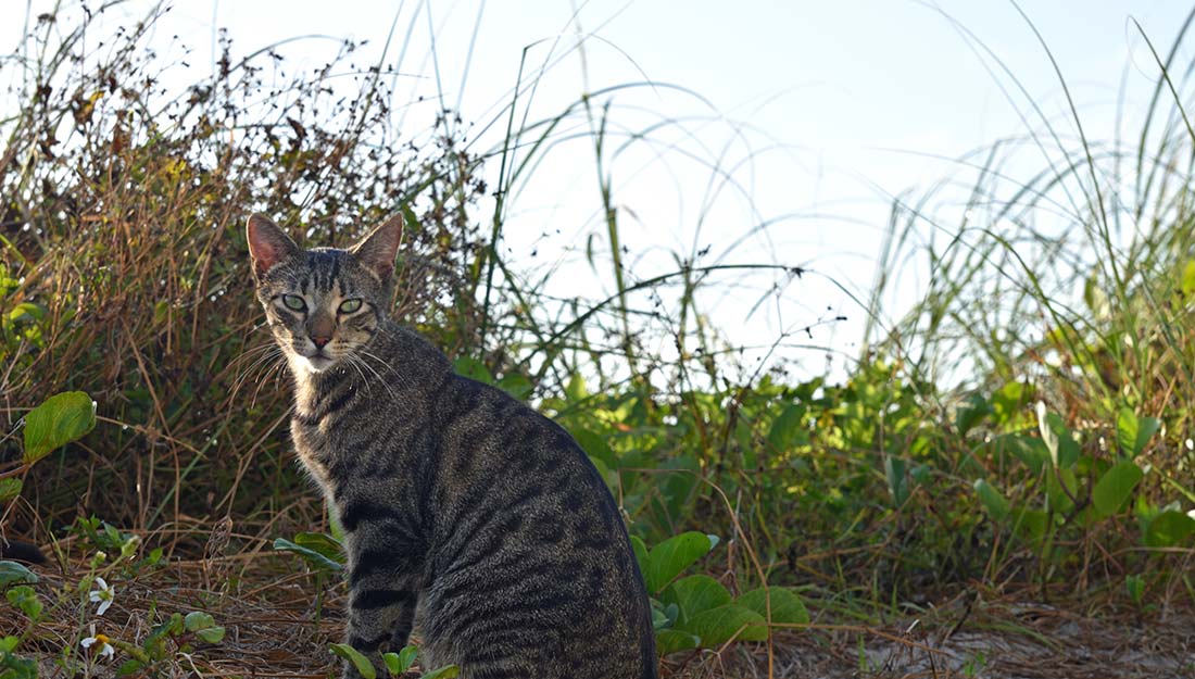 A cat stands near tall grasses at Miami Beach.